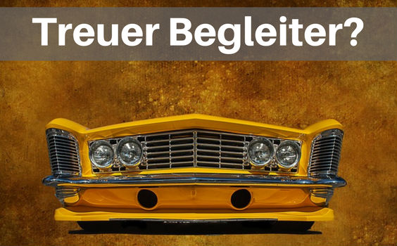treuer begleiter 564